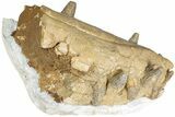 Fossil Primitive Whale (Pappocetus) Front Jaws #234637-7